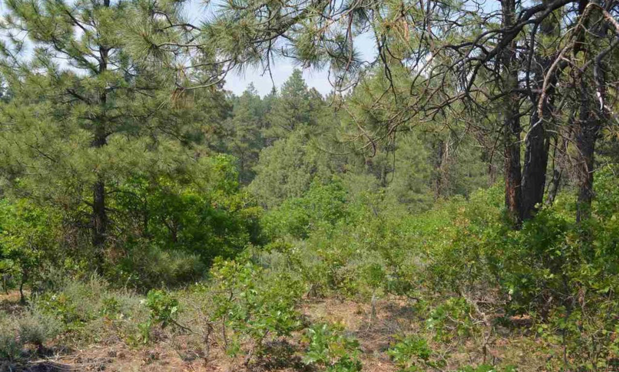 SoldYour Perfect RV lot for the Summer at PAGOSA SPRINGS, CO 81147 CheapLandFarm Bargain