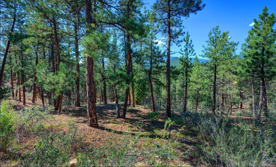 SOLD0.31 Acres Beautiful Treed Property in Bailey, CO 80421, Best for
