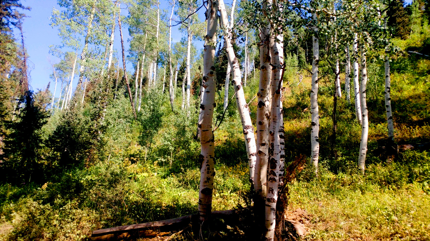 8.41 Acres Adventure Land near Creek and National Forest, Marble